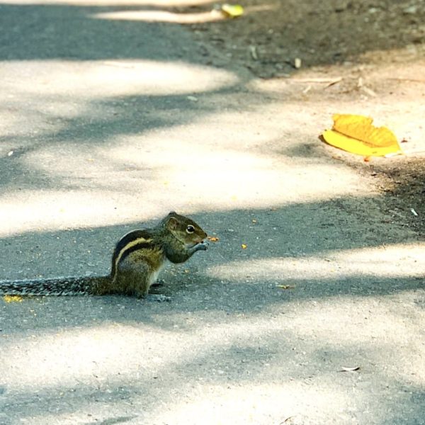 Eichhörnchen Sri Lanka botanischer Garten