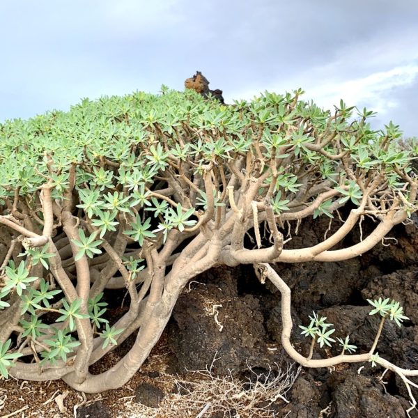 El Golfo Lanzarote Wanderung Pflanzen