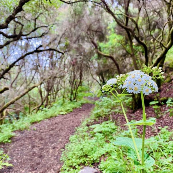 El Hierro Wanderung Fuente Mencafete