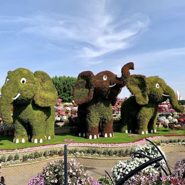 Elefanten Miracle Garden Dubai