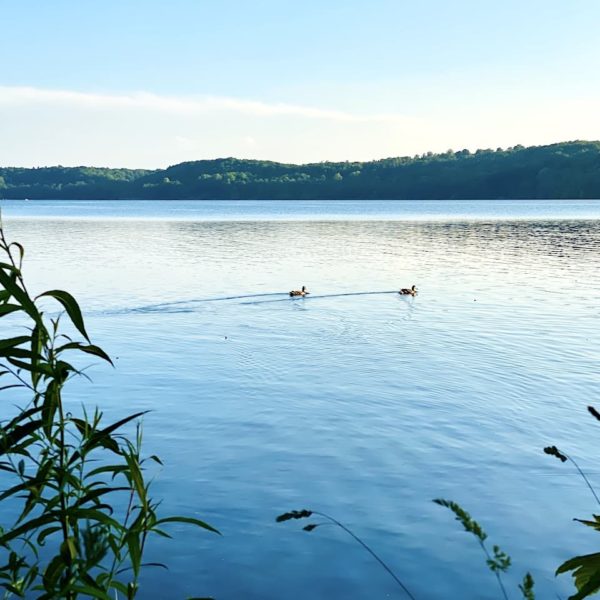 Enten Ratzeburg Küchensee