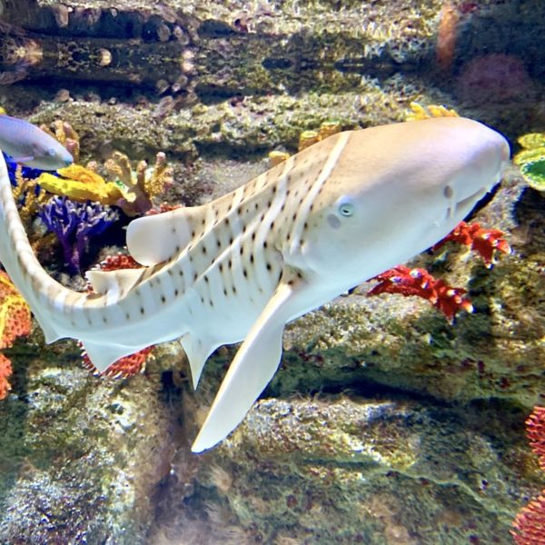 Exotischer Fisch Dubai Aquarium