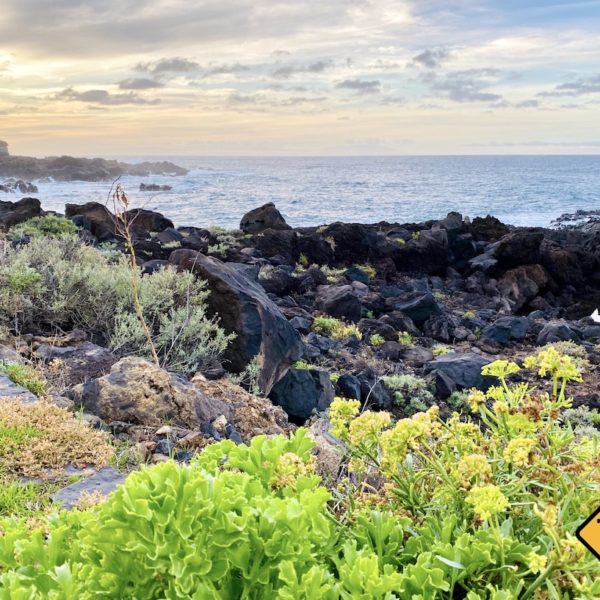 Farbkontrast Lava-Küste Pflanzengrün