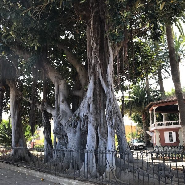 Feigenbaum Icod de los Vinos Plaza Andrés de Cáceres