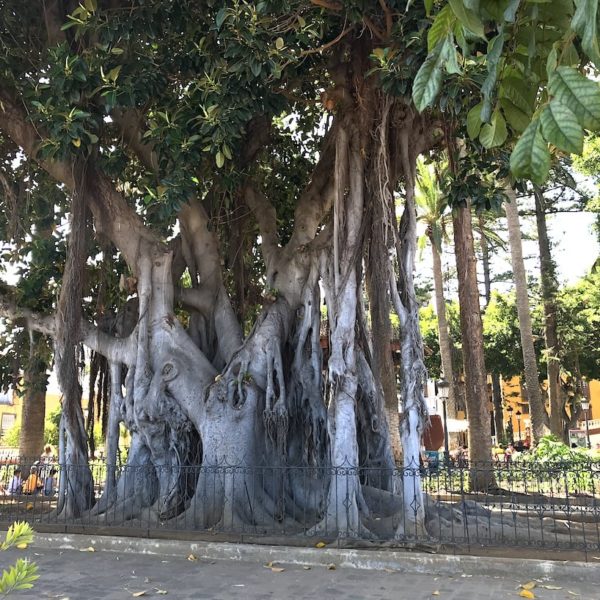 Feigenbaum Plaza Andrés de Lorenzo Cáceres