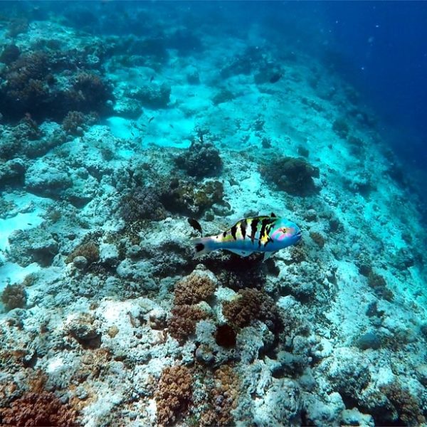 Fisch schnorcheln Gilis