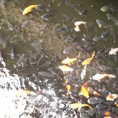 Fische im Karsa Kafe Ubud