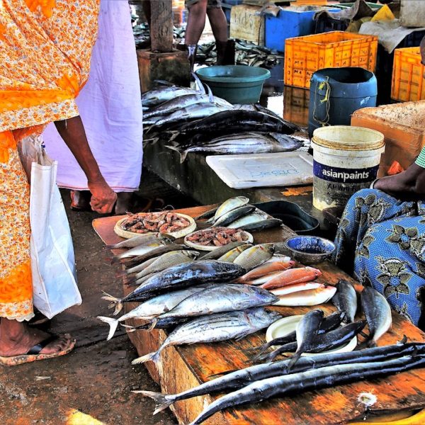 Fischmarkt Negombo Sri Lanka