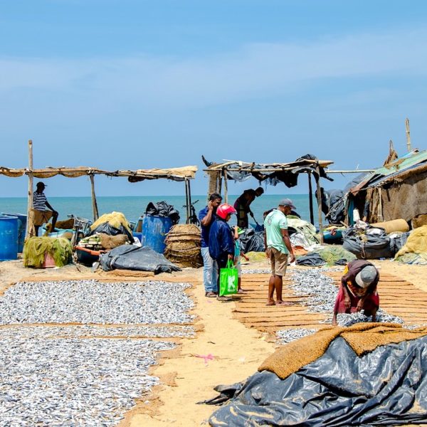 Fischmarkt Trockenflächen Negombo Sri Lanka