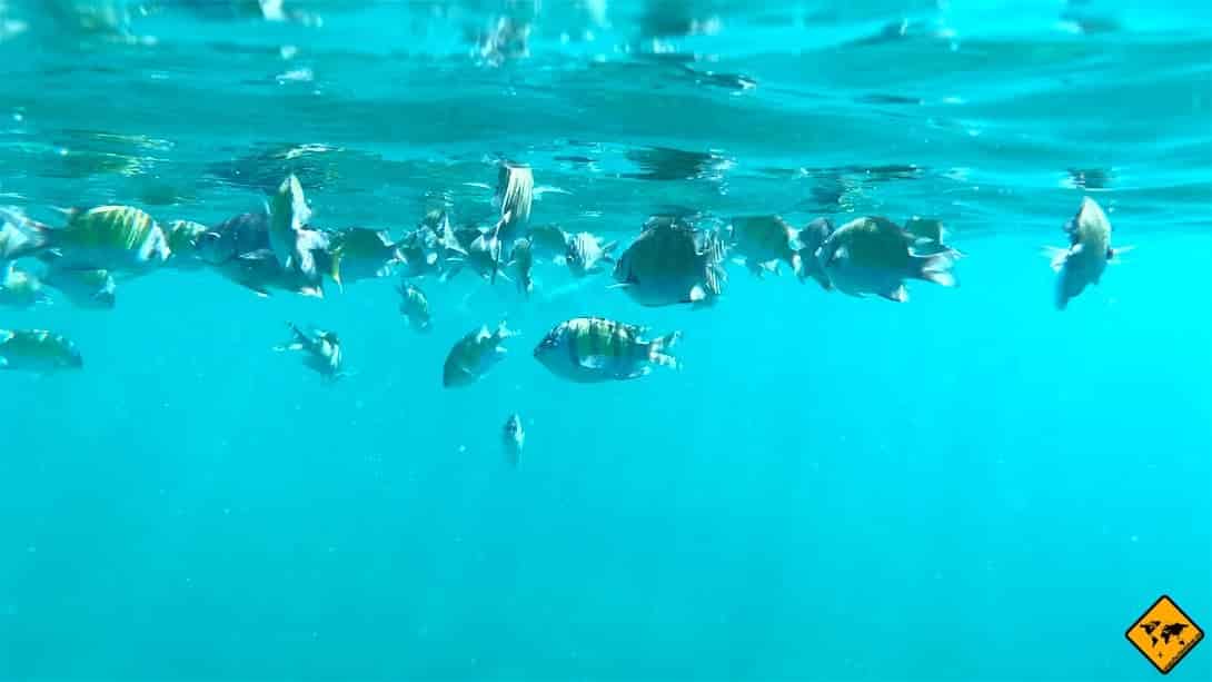 Fischschwarm schnorcheln Mai Thon Island Thailand
