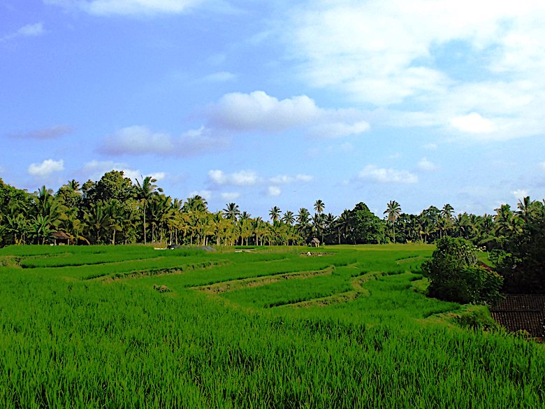 Flitterwochen Bali Reisfelder