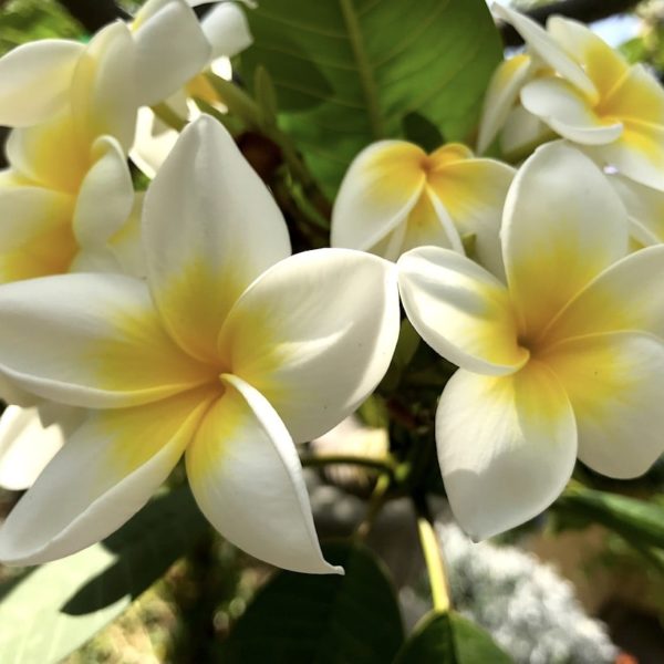 Frangipani Puerto Cruz Sitio Litre Garten