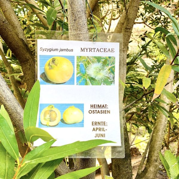 Fruchtgarten Valle Gran Rey Fruchtarten