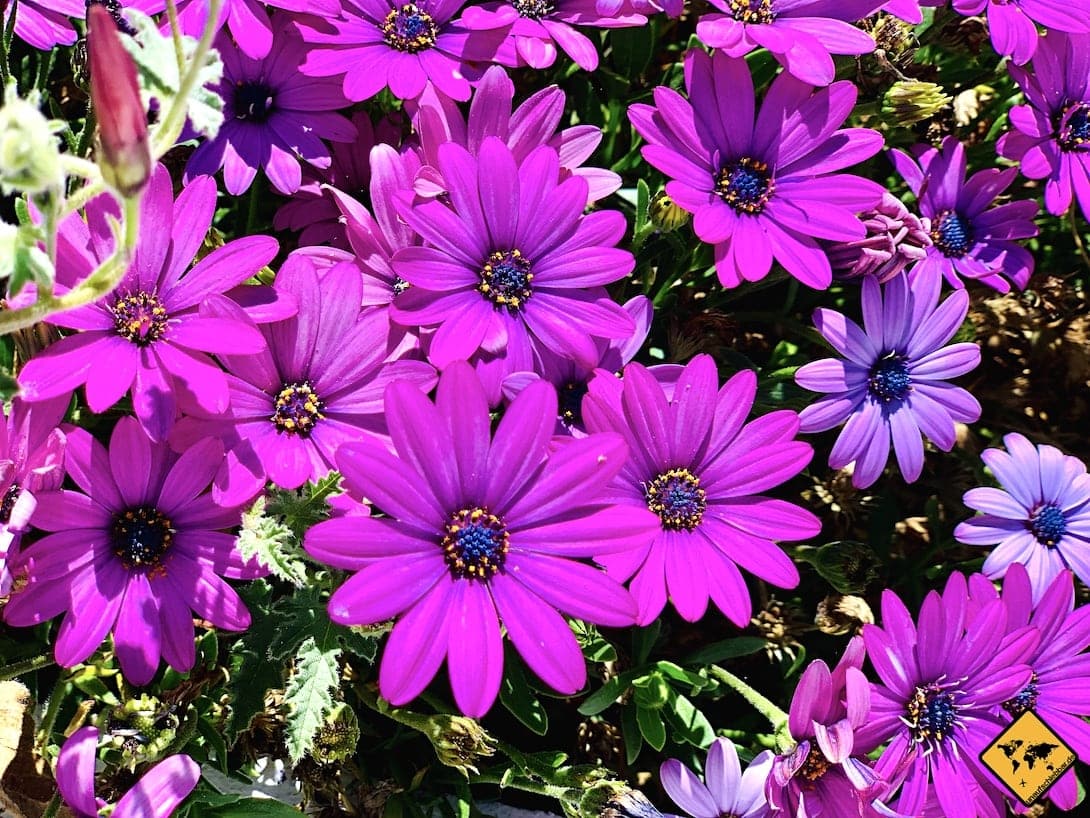 Frühling Blumen Teneriffa Vilaflor