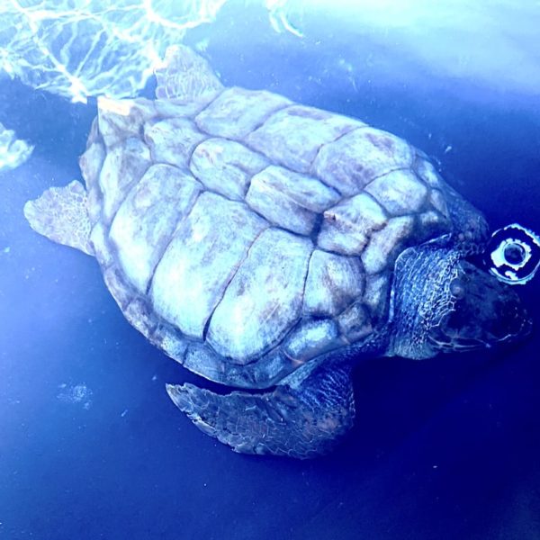 Fuerteventura Morro Jable Schildkröte Aufzuchtstation