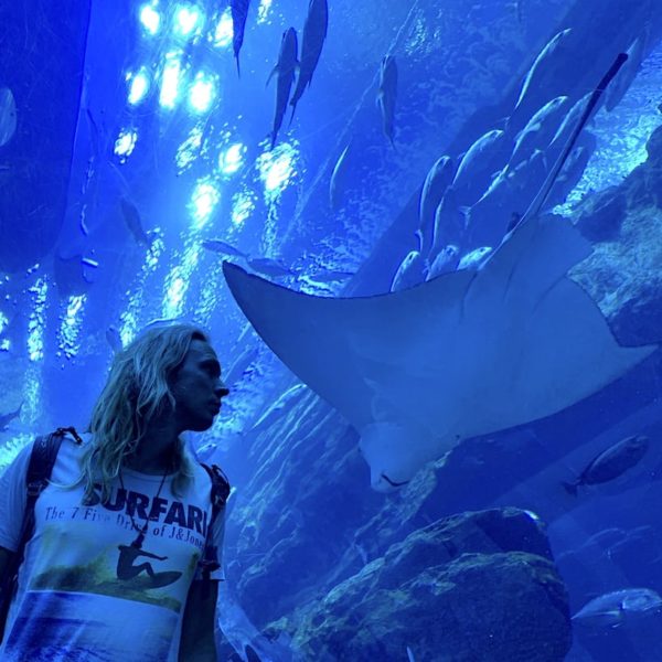 Glastunnel Dubai Aquarium Rochen