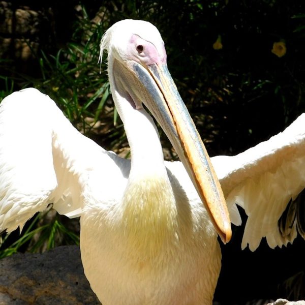 Gran Canaria Palmitos Park Vogel