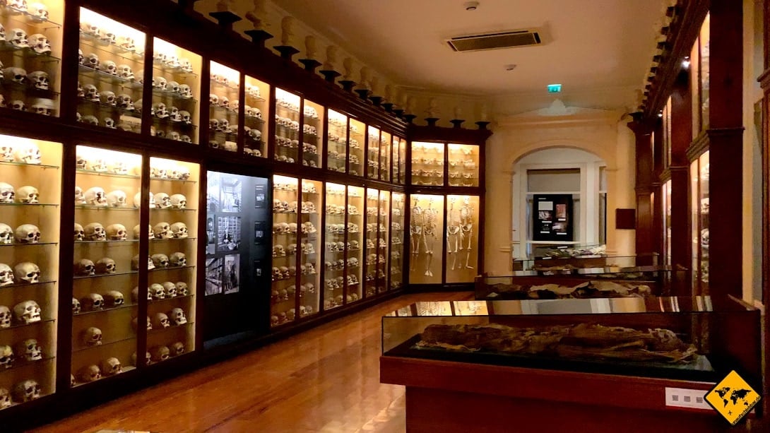 Gran Canaria Unternehmungen Museo Canario Totenköpfe