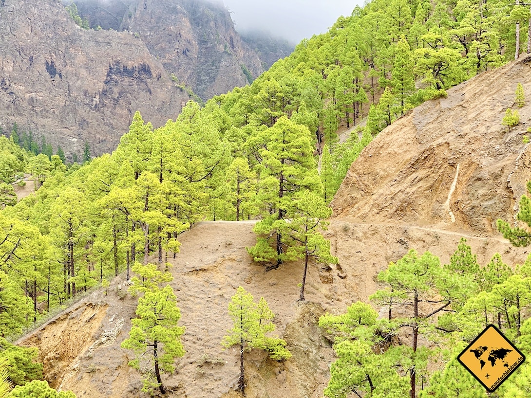 Grüne Kiefern La Palma Nationalpark Taburiente