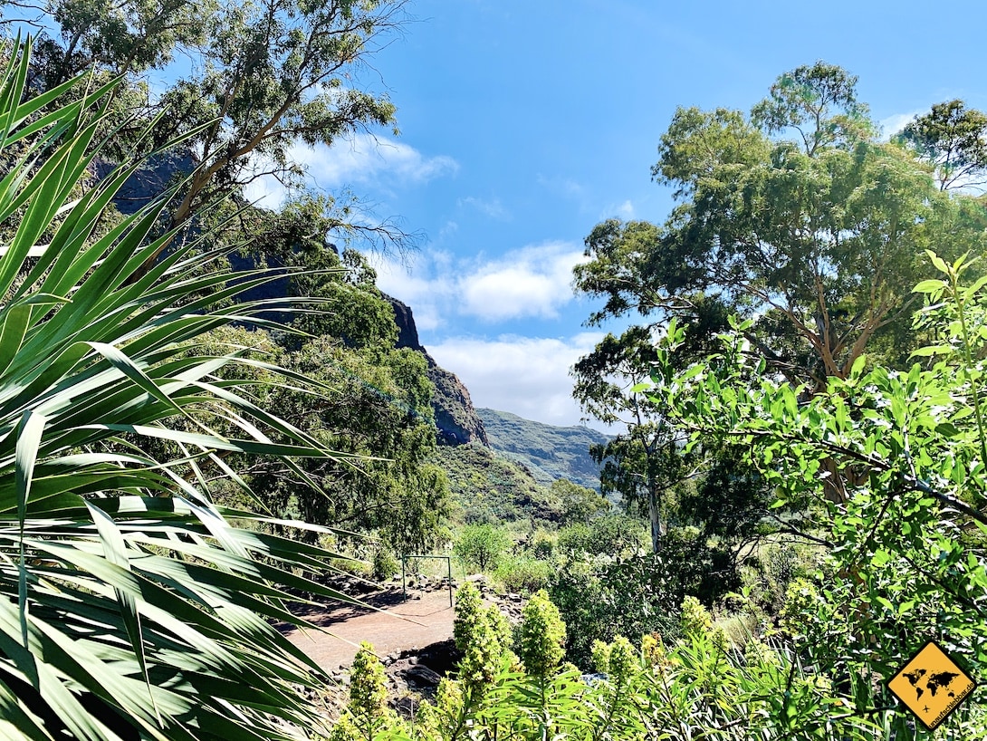 Grüne Schlucht Barranco de Guayadeque Gran Canaria