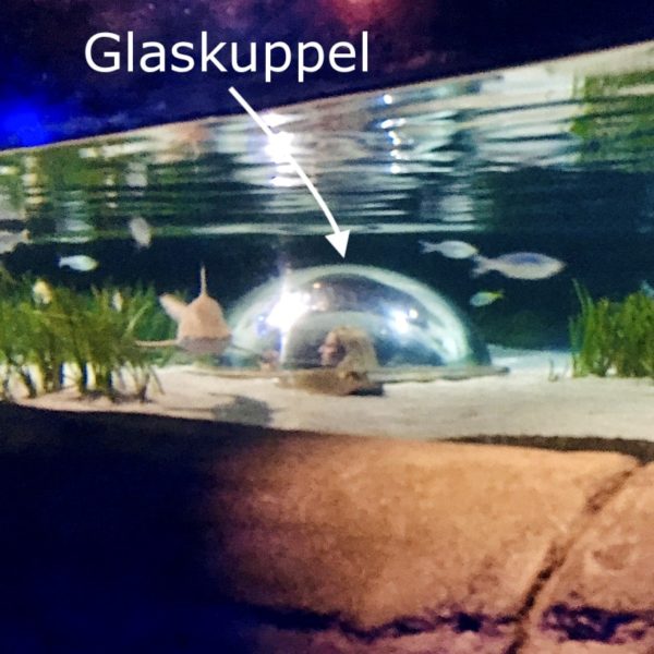 Hai Aufzucht Glaskuppel Oberhausen