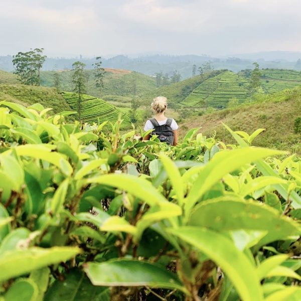 Hatton Teeplantage Sri Lanka