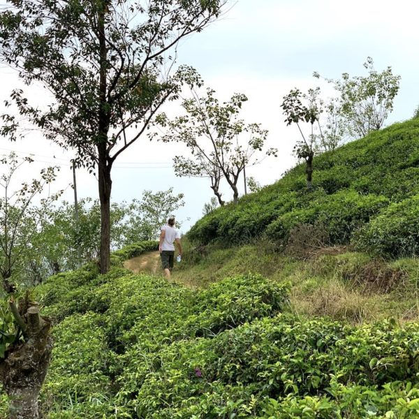 Hatton Teeplantagen Wanderung