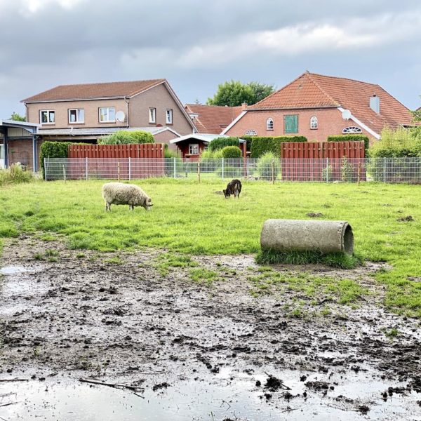 Haustierpark Werdum Tier-Wiese matschig nass