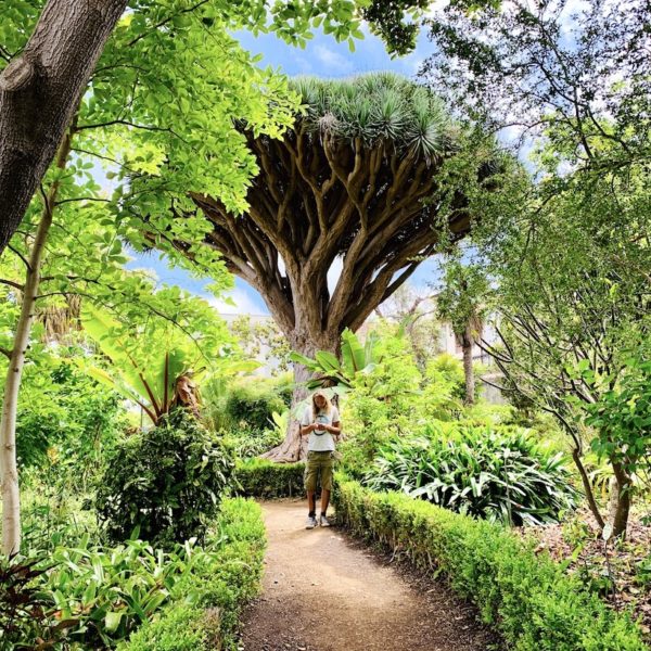 Hijuela del Botánico Teneriffa Drachenbaum botanischer Garten