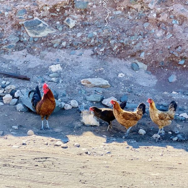 Hühner Playa de la Solapa Fuerteventura