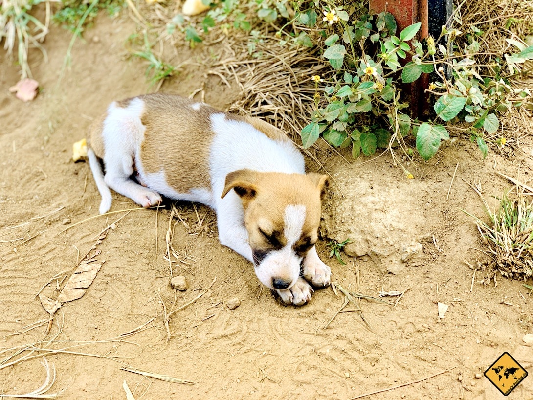 Hundewelpen Gipfel Little Adam's Peak Sri Lanka