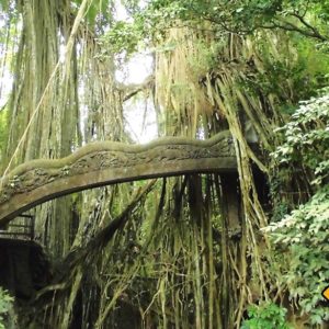 Im Affenwald Ubud wirst du nicht nur Affen sondern auch riesige Baumwurzeln gestaunen können