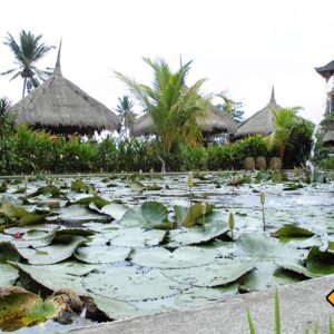In den Reisfeldern von Ubud findest du diesen ruhespendenden Seerosenteich