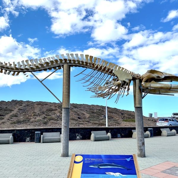 Infotafel Walskelett Los Silos Teneriffa