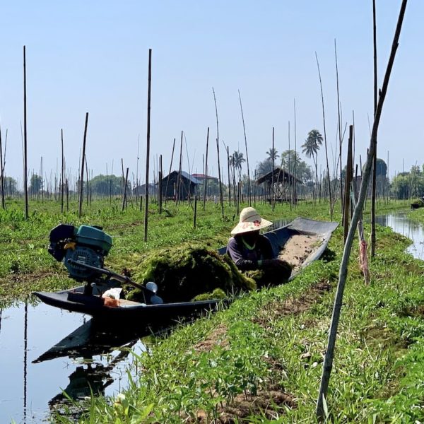 Inle Lake Myanmar Tomatenanbau