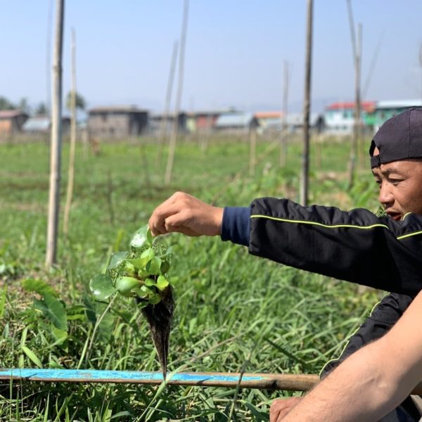 Inle See Landwirtschaft