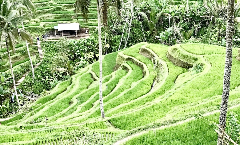 Interessante Orte auf Bali Tegalalang Reisterrassen