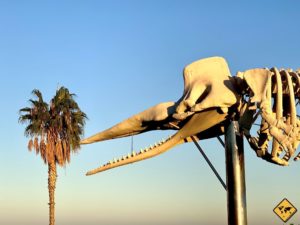 Wetter auf fuerteventura im mai: temperaturen & klima Jandía auf Fuerteventura: Top 10 Aktivitäten & Reisetipps