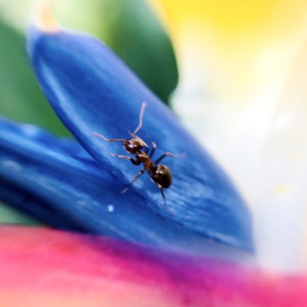 Jardin Botanico Ameise Madeirablume