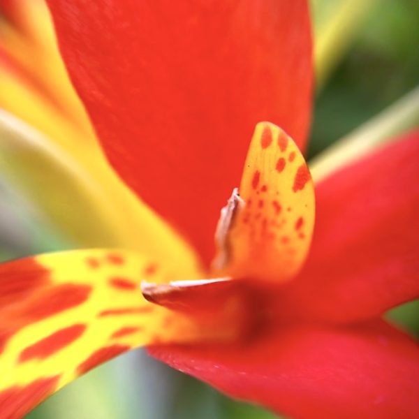 Jardin Botanico Puerto Cruz Farben