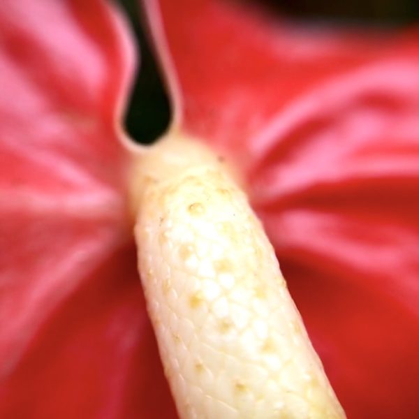 Jardin Botanico Puerto Cruz Teneriffa Flamingoblume