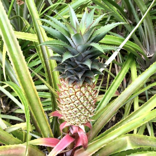 Jardin Botanico Puerto de la Cruz Ananas