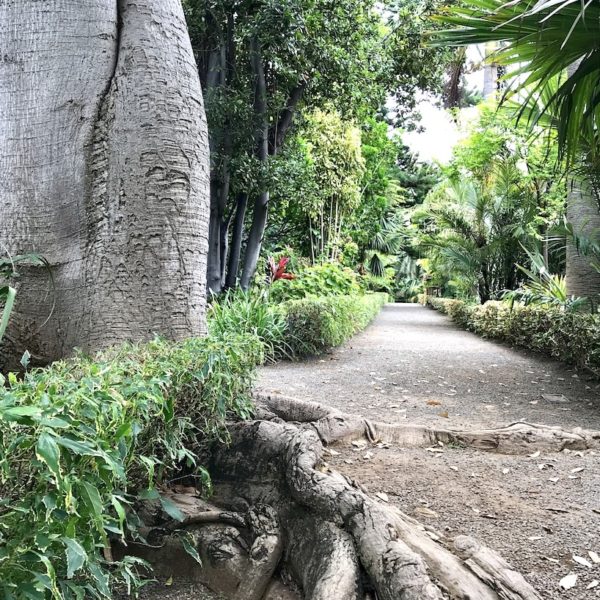 Jardin Botanico Puerto de la Cruz Teneriffa