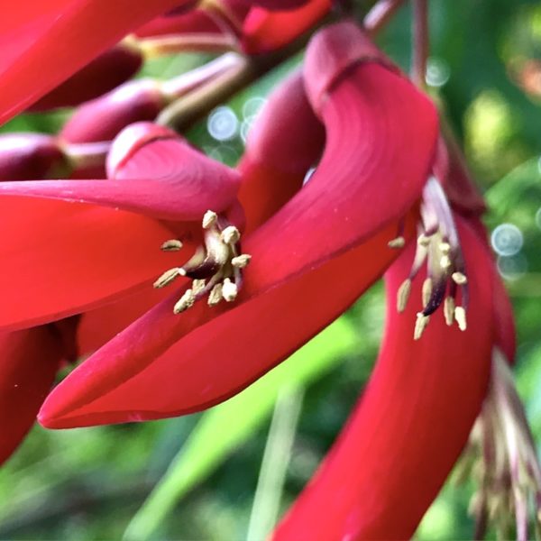 Auch Lilien kannst du im Jardin Botanico auf Teneriffa anschauen