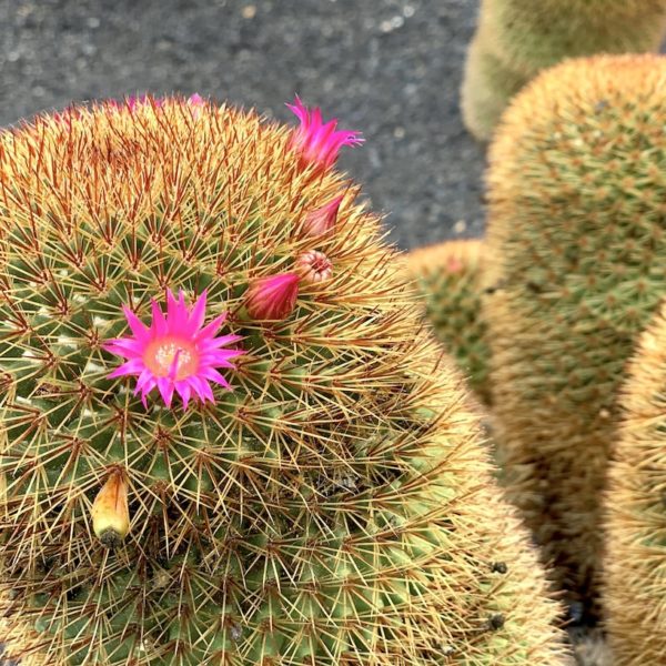 Jardín de Cactus Lanzarote Kaktus Blume