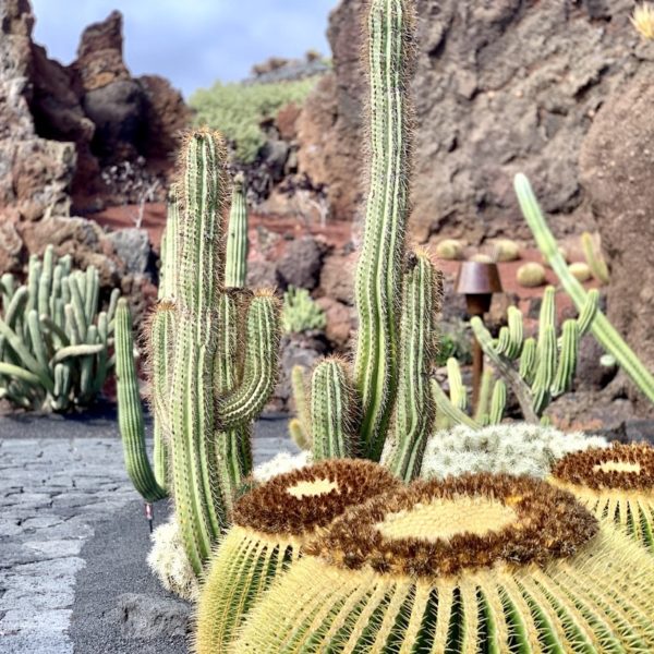 Jardín de Cactus Lanzarote Schwiegermuttersitz