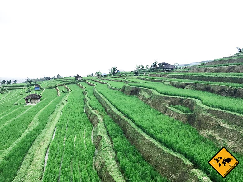 Jatiluwih Reisterrassen Bali Bewässerung Subak