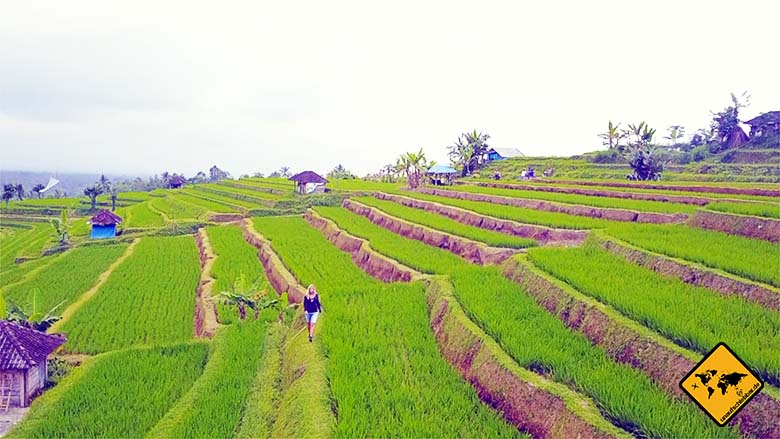 Jatiluwih Reisterrassen Bali Reisfeld Trekking