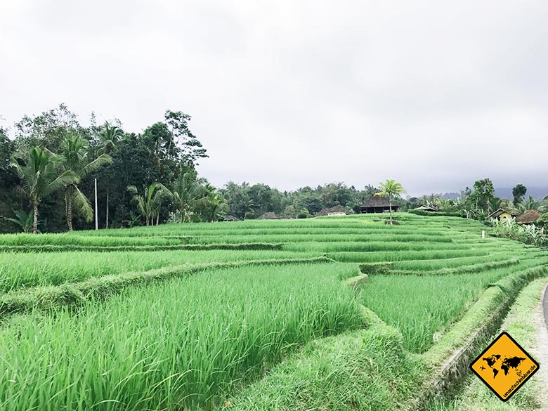 Jatiluwih Reisterrassen Bali Weg