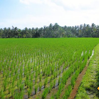 Junger Reis in Ubud